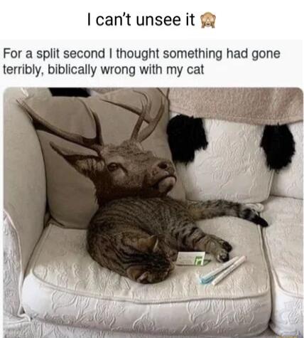 cant unsee it For a split second thought something had gone terribly biblically wrong with my cat