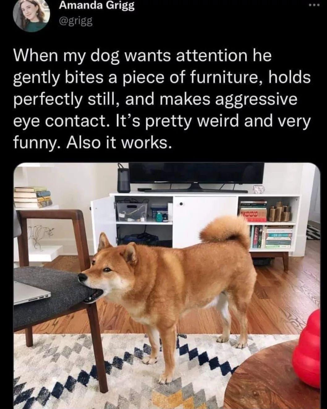 AV ET L N T 44 Erigs When my dog wants attention he gently bites a piece of furniture holds perfectly still and makes aggressive N olela Toy O L o T ua YAY1 o IE Ta o RYToY funny Also it works