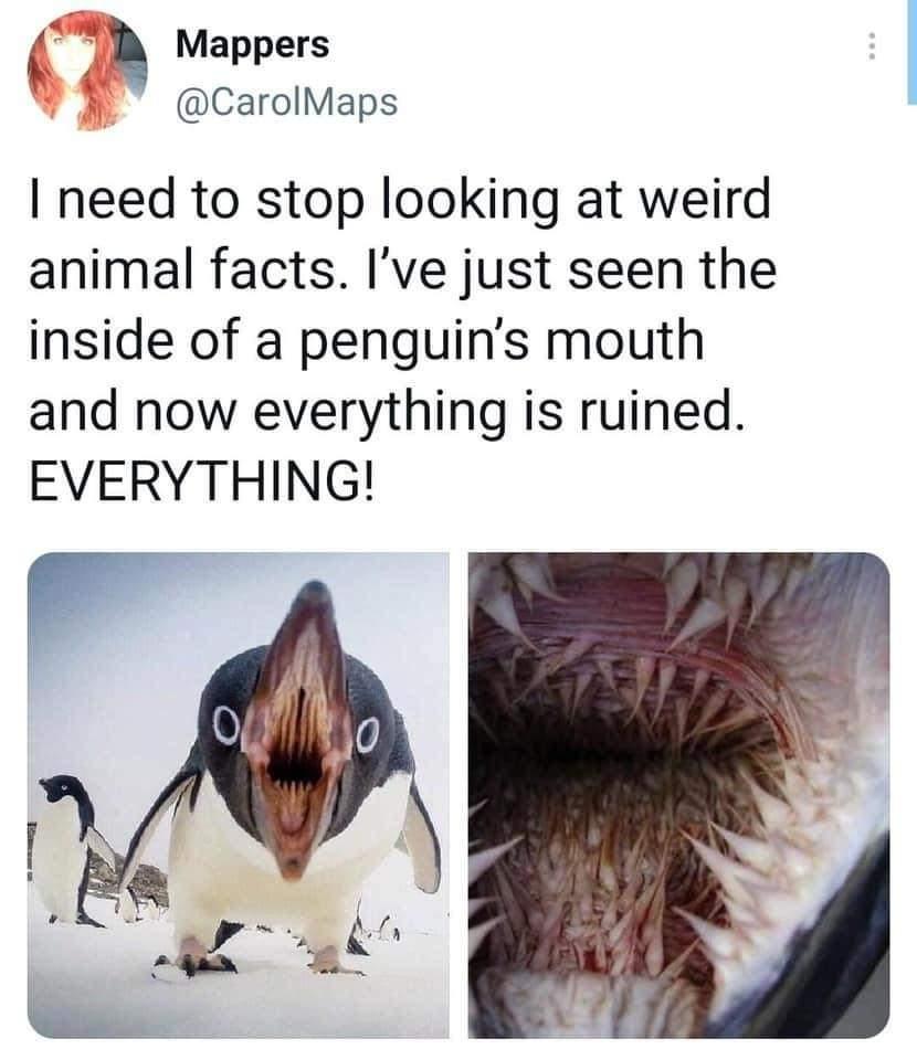 Mappers CarolMaps need to stop looking at weird animal facts Ive just seen the inside of a penguins mouth and now everything is ruined EVERYTHING