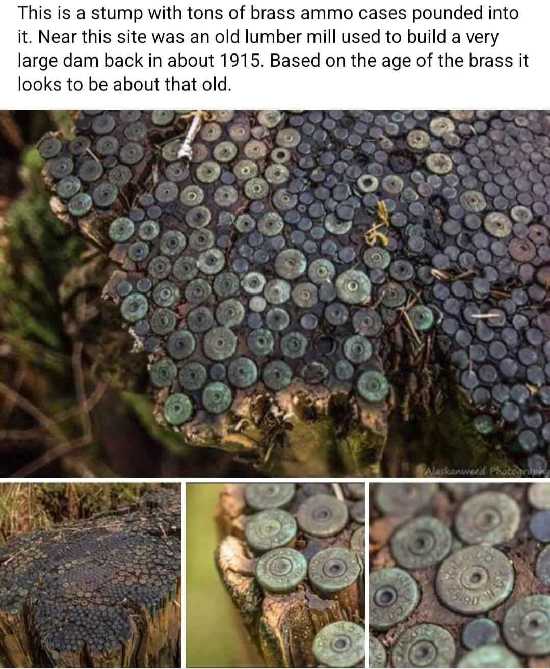 This is a stump with tons of brass ammo cases pounded into it Near this site was an old lumber mill used to build a very large dam back in about 1915 Based on the age of the brass it looks to be about that old