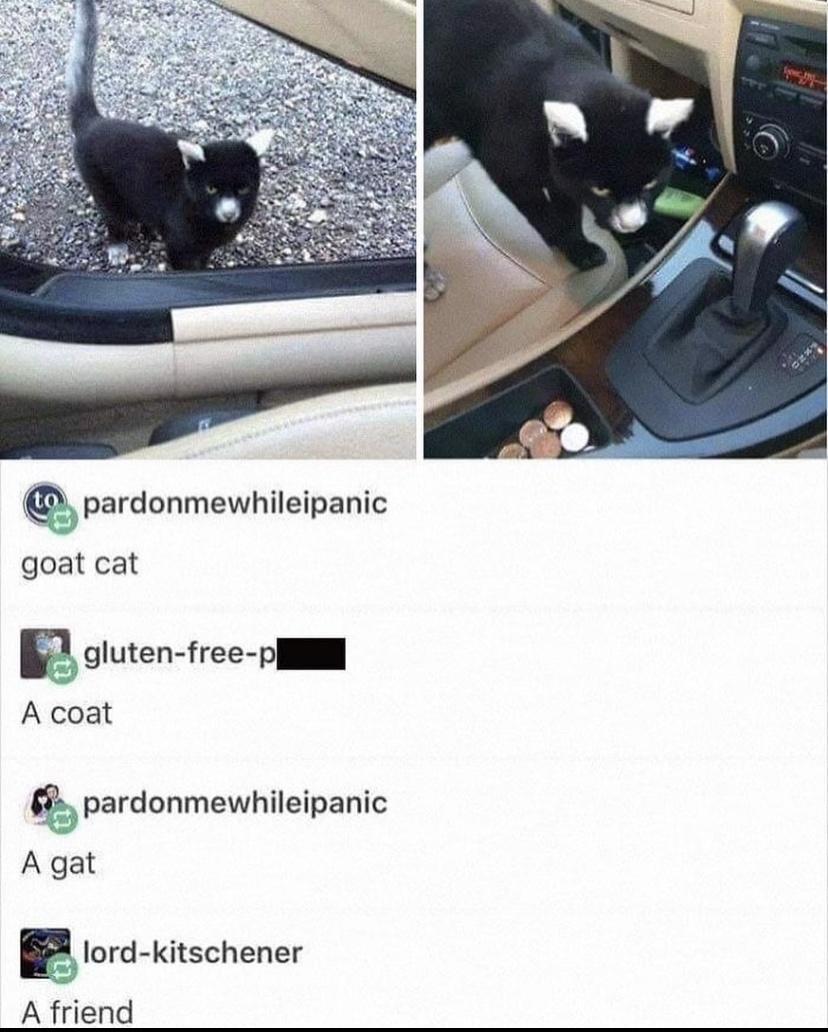pardonmewhileipamc goat cat pardanmewhilelpanxc Agat Blum kiscneney A friend