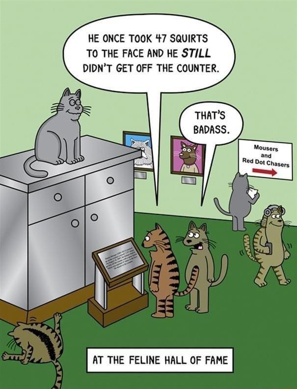 HE ONCE TOOK 47 SQUIRTS TO THE FACE AND HE STILL DIDNT GET OFF THE COUNTER THATS BADASS AT THE FELINE HALL OF FAME