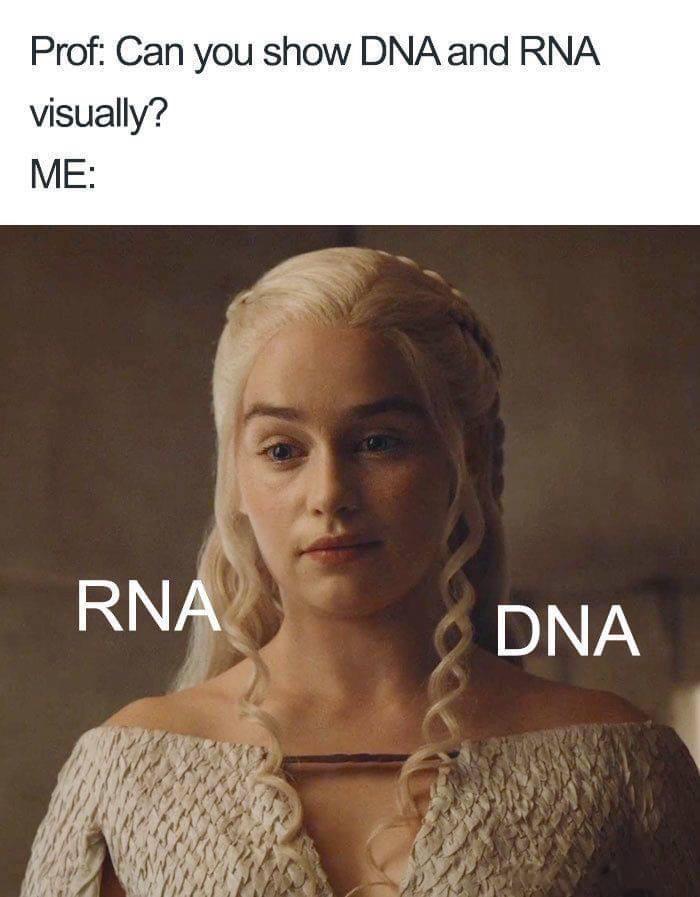 Prof Can you show DNA and RNA visually ME RNA DNA