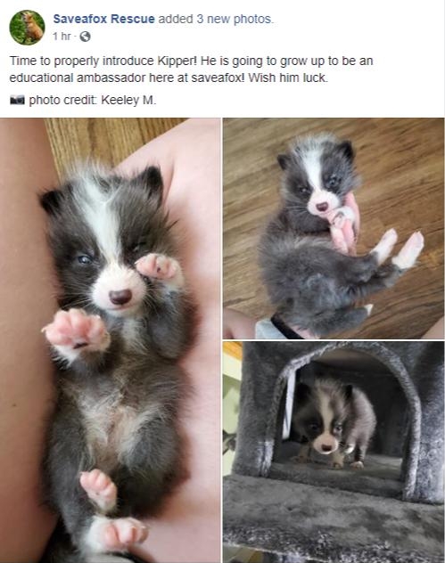 Saveafox Rescu e Time to properly introduce Kipper He is going to grow up to be an educational ambassador here at saveafox Wish him luck photo credit Keeley M