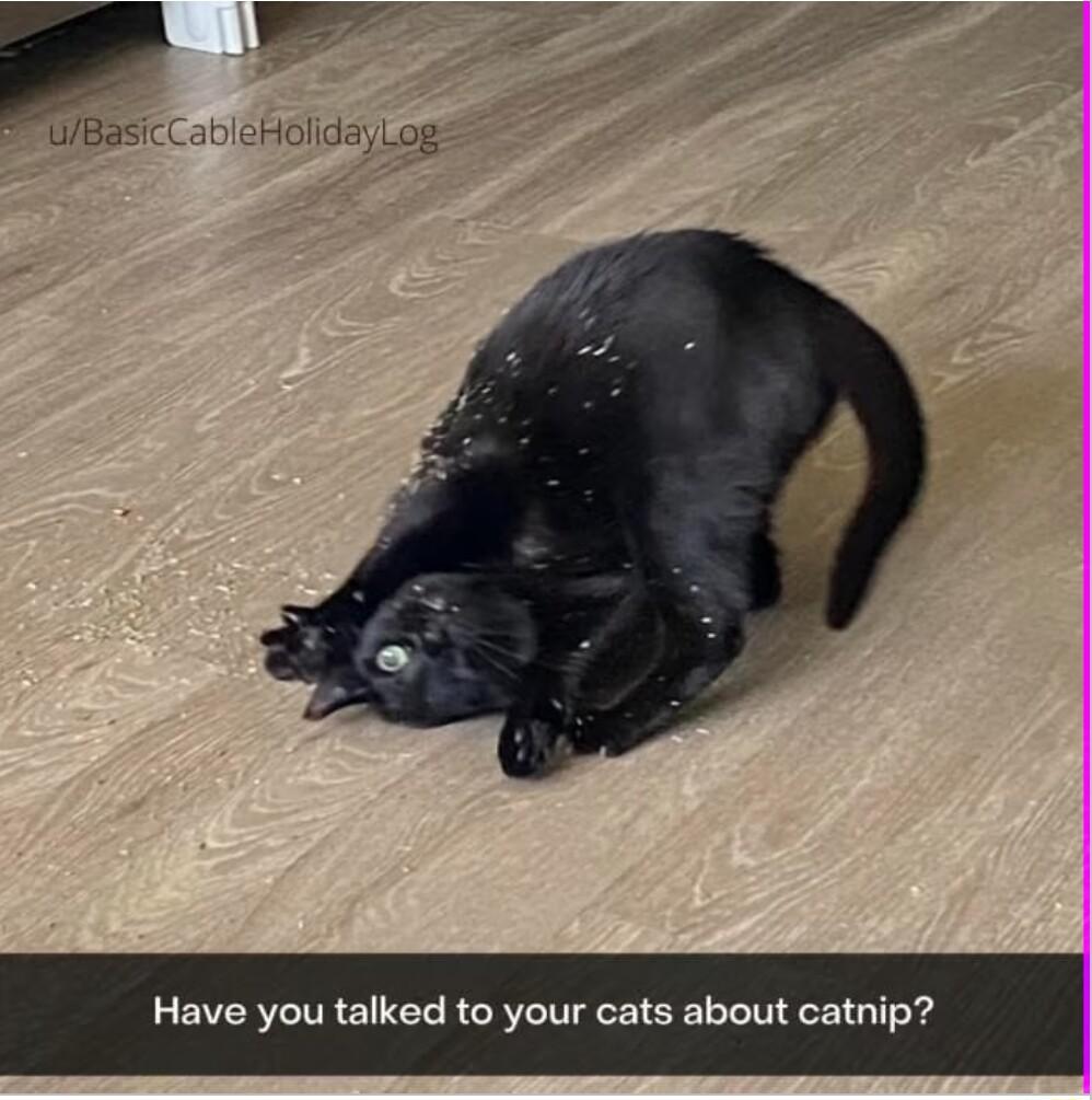 HolidayLog Have you talked to your cats about catnip