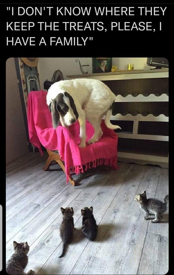 I DONT KNOW WHERE THEY KEEP THE TREATS PLEASE HAVE A FAMILY