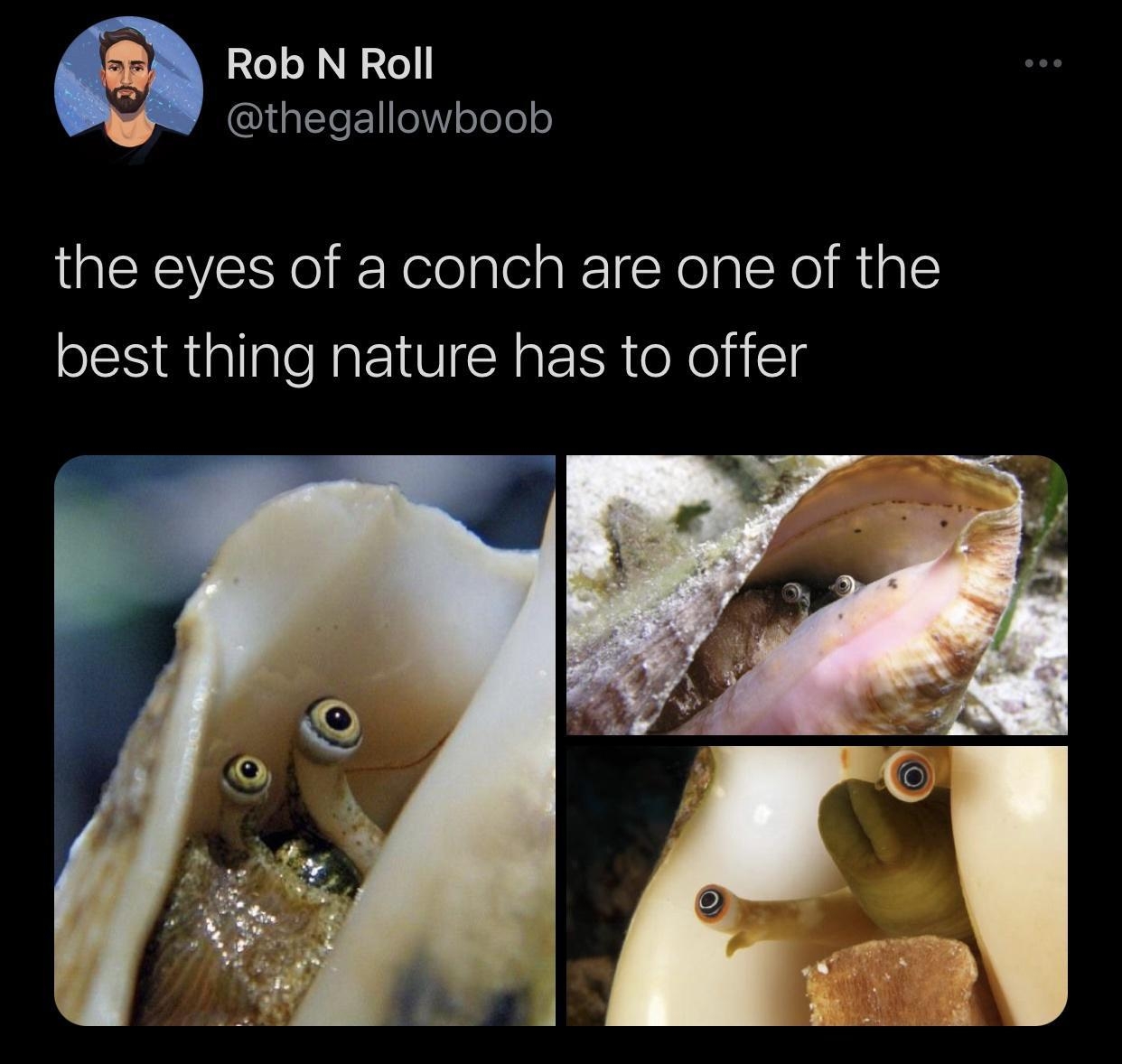 8 Rob N Roll CQUaLETeF1 oWY ooo o the eyes of a conch are one of the best thing nature has to offer 327 PM 11620 Twitter for iPhone