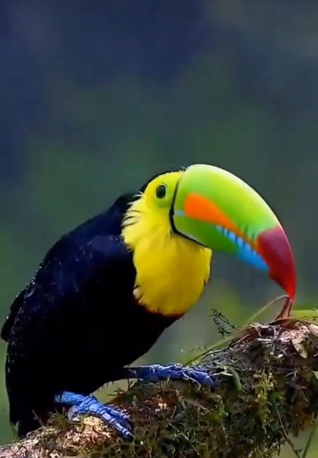 A keel-billed toucan with a neon green beak perched on a branch.