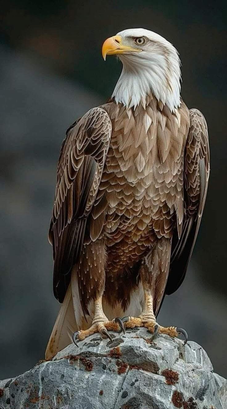 A bald eagle perched on a rocky surface.