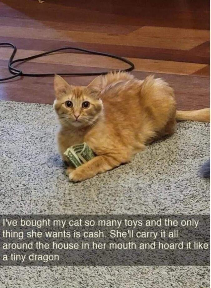 We bought my cat so many toys EUCRUERITS thing she wants is cash Shell carry it all around the house in her mouth and UCEICEL Ilks a tiny dragon