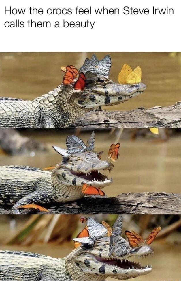 How the crocs feel when Steve Irwin calls them a beauty