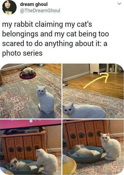 dream ghoul TheDreamGhoul my rabbit claiming my cats belongings and my cat being too scared to do anything about it a photo series