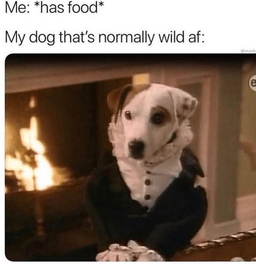 Me has food My dog thats normally wild af