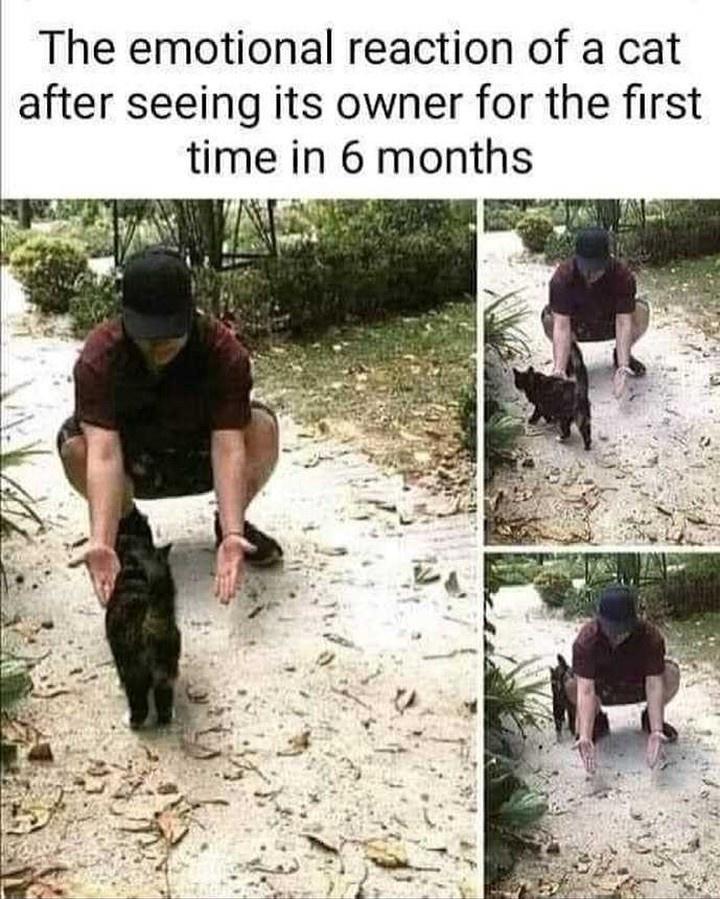 The emotional reaction of a cat after seeing its owner for the first time in 6 months