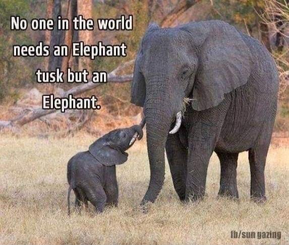 No one in the world needs an Elephant tusk but an Elephant.