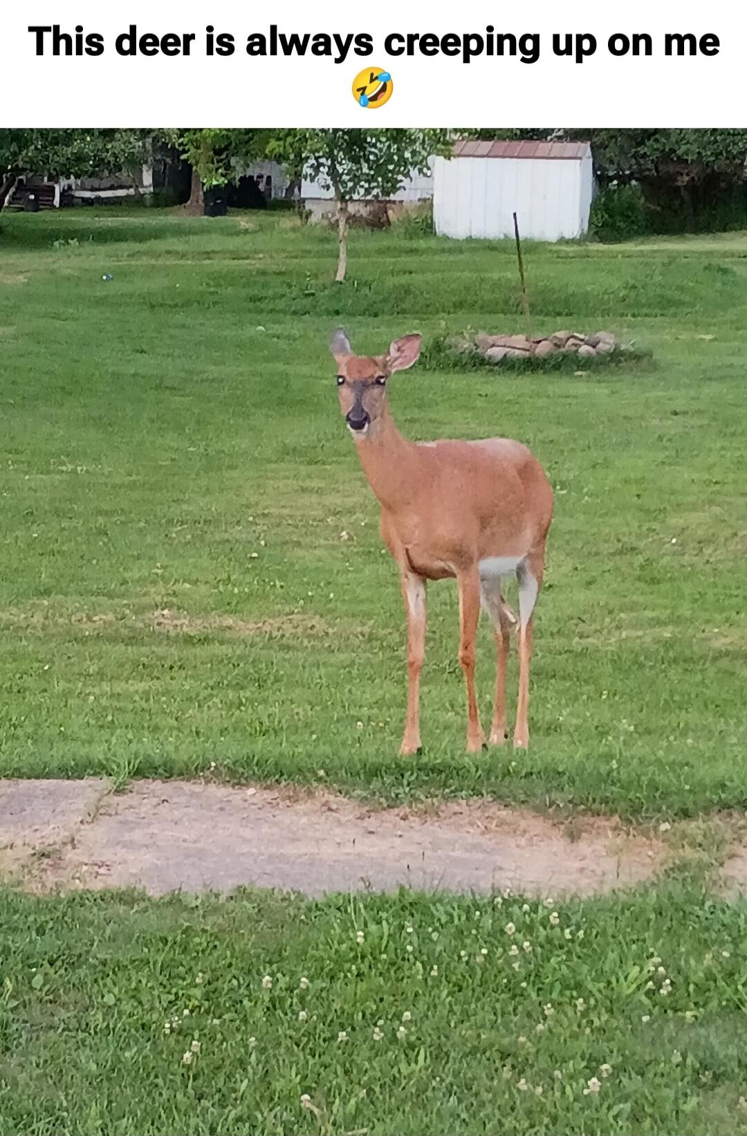 This deer is always creeping up on me 😂