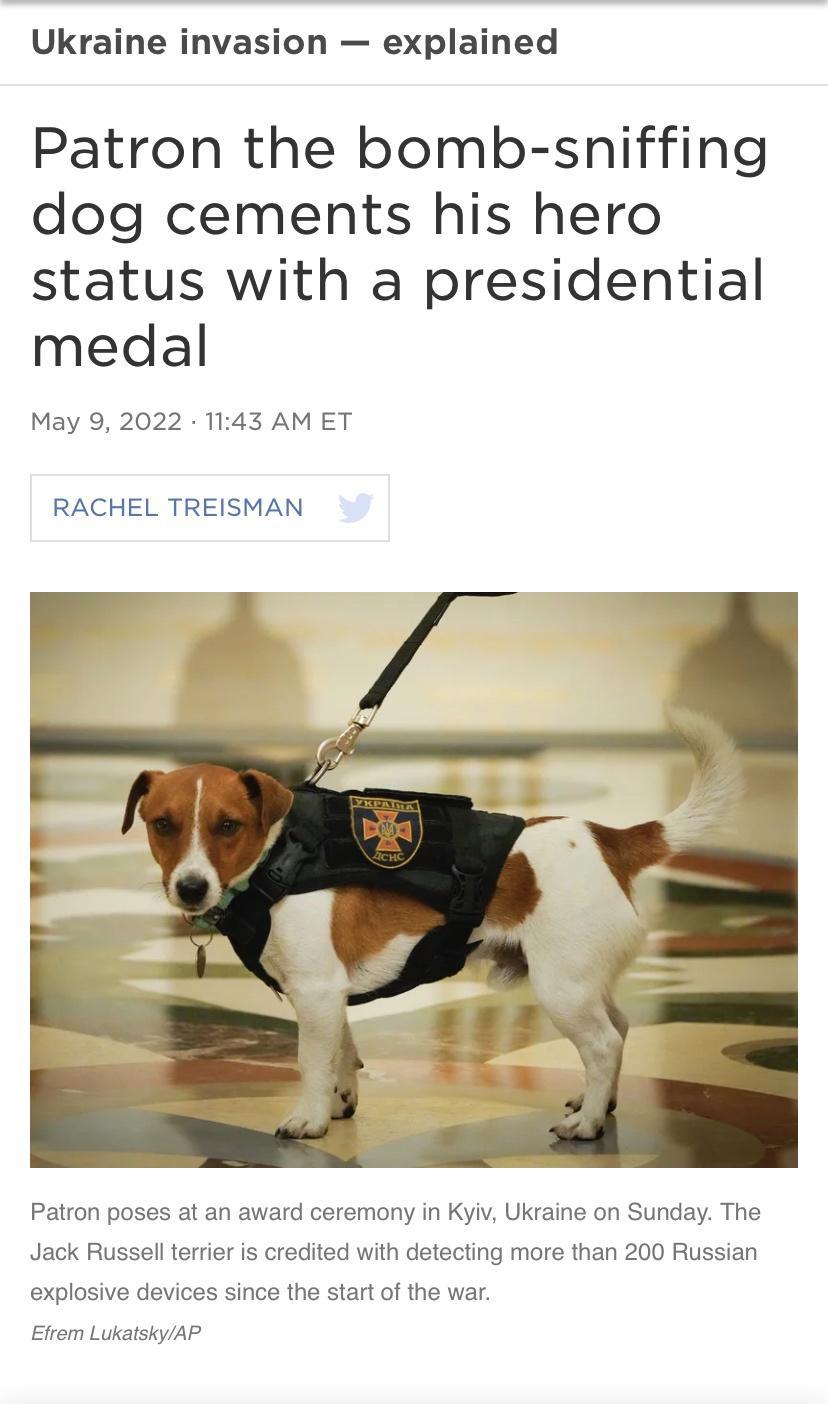 Ukraine invasion explained Patron the bomb sniffing dog cements his hero status with a presidential medal May 9 2022 1143 AMET RACHEL TREISMAN Patron poses at an award ceremony in Kyiv Ukraine on Sunday The Jack Russell terrier is credited with detecting more than 200 Russian explosive devices since the start of the war Efrem LukatskyAP