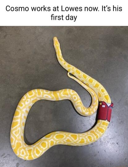 Cosmo works at Lowes now Its his first day
