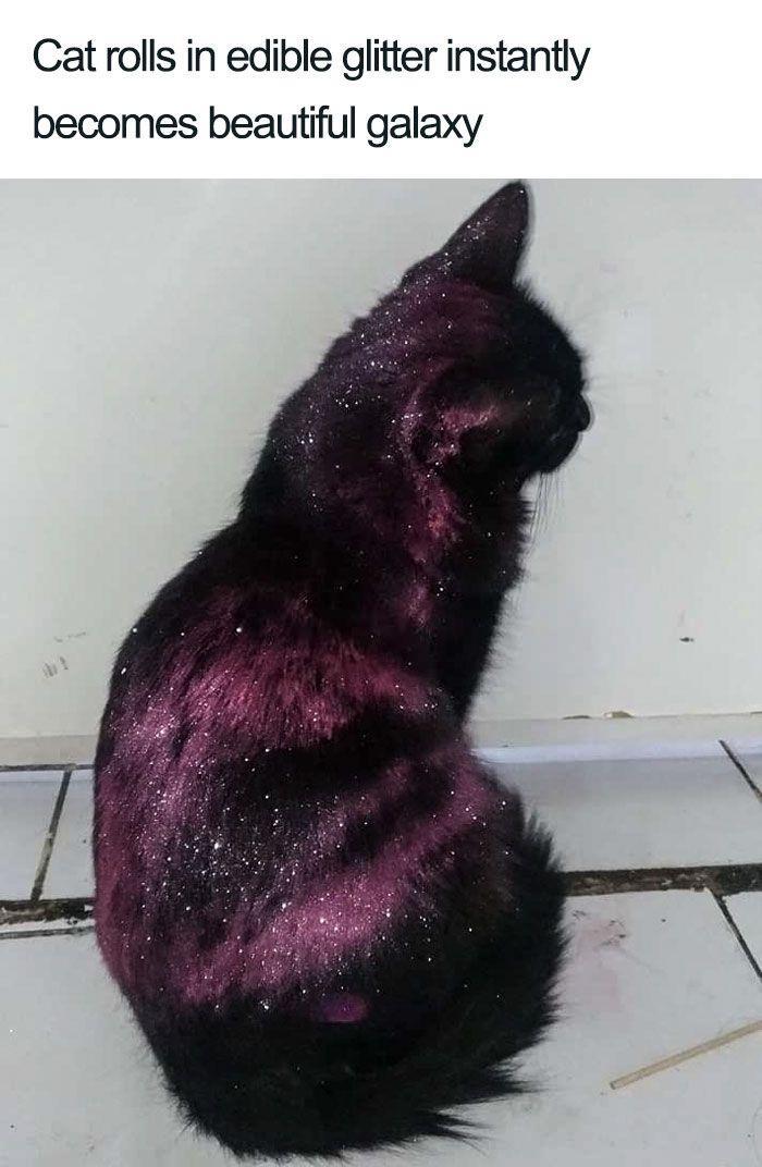 Catrolls in edible glitter instantly becomes beautiful galaxy