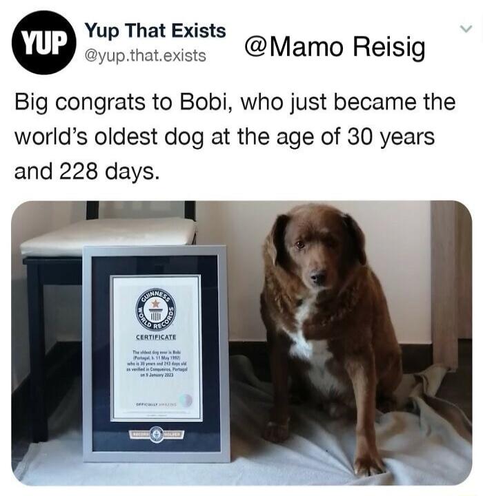 Yup That Exists o ayupthatensts Mamo Reisig Big congrats to Bobi who just became the worlds oldest dog at the age of 30 years and 228 days