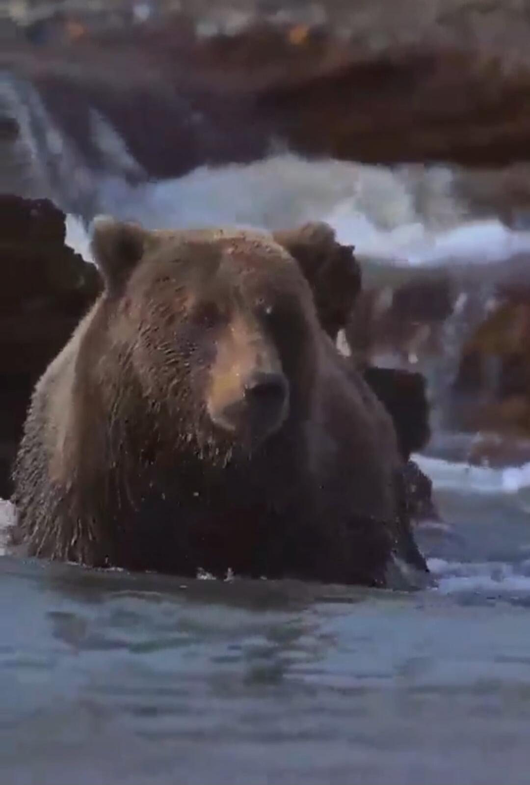 A bear swimming in the water near rocks.