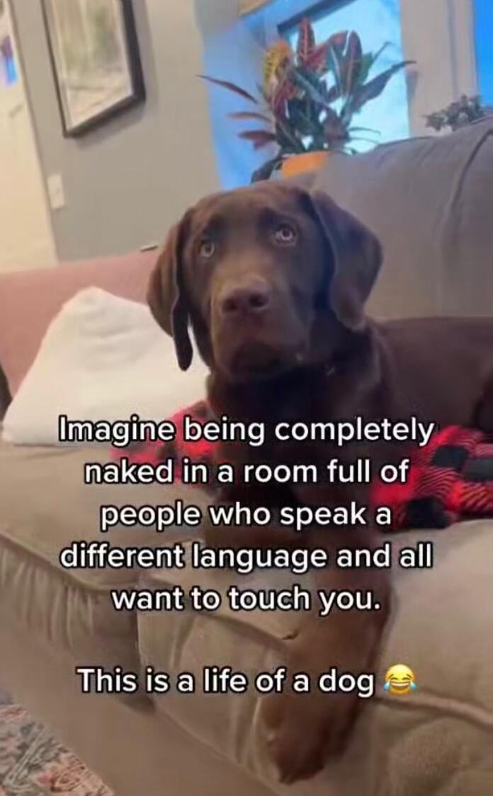 Imaginebeing completely MELCNIIE N eTely B 1 el peoplewho speak a dlfferentllanguage and all wa nt texteuch you This isiallifelof a dog