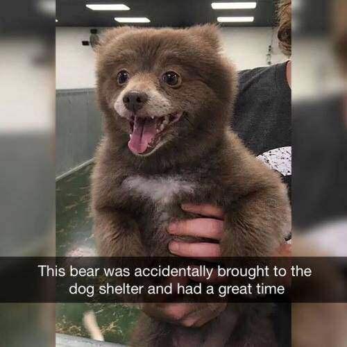 This bear was accidentally brought to the dog shelter and had a great time