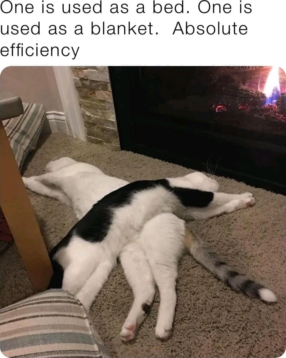 One is used as a bed used as a blanket Absolute efficiency