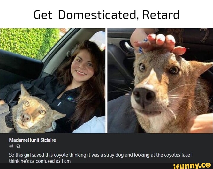 Get Domesticated Retard MadsmeHuni Stelaire o hi i saved this coyotethinking it vas a sray dog and lockingat the coyote face hink hes s confused a am