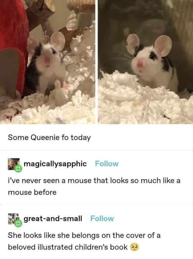 Some Queenie fo today magicallysapphic Follow ive never seen a mouse that looks so much like a mouse before Egreat and small Follow She looks like she belongs on the cover of a beloved illustrated childrens book 2