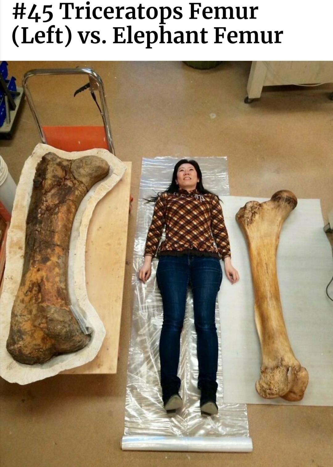 45 Triceratops Femur Left vs Elephant Femur