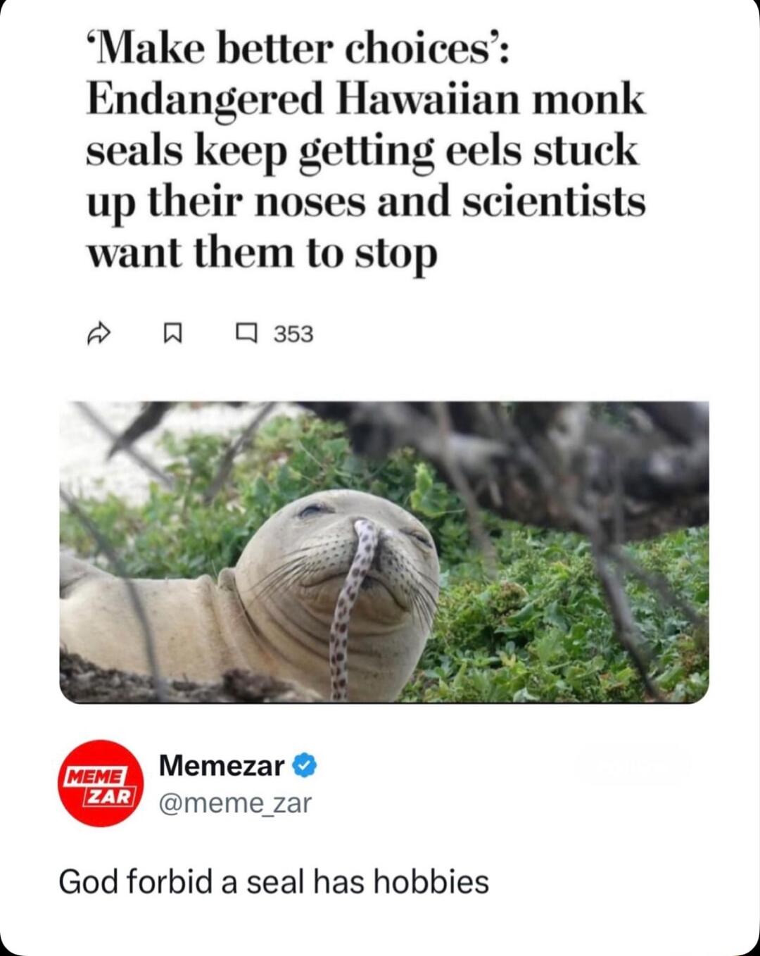 Make better choices Endangered Hawaiian monk seals keep getling eels stuck up their noses and scientists want them to stop R Q0383 Memezar meme zar God forbid a seal has hobbies