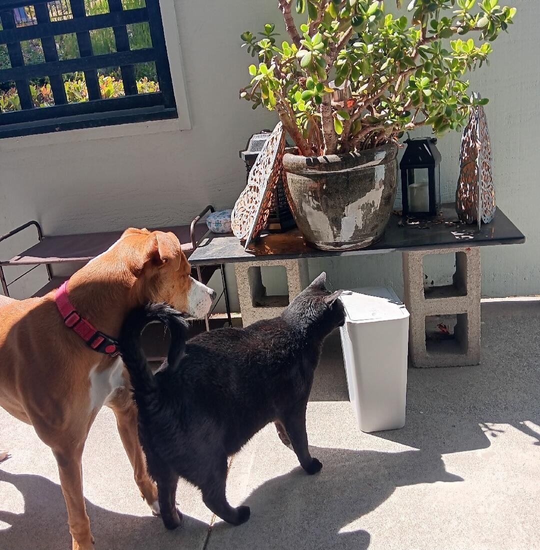 Two dogs sniffing near a potted plant on a sunny patio.