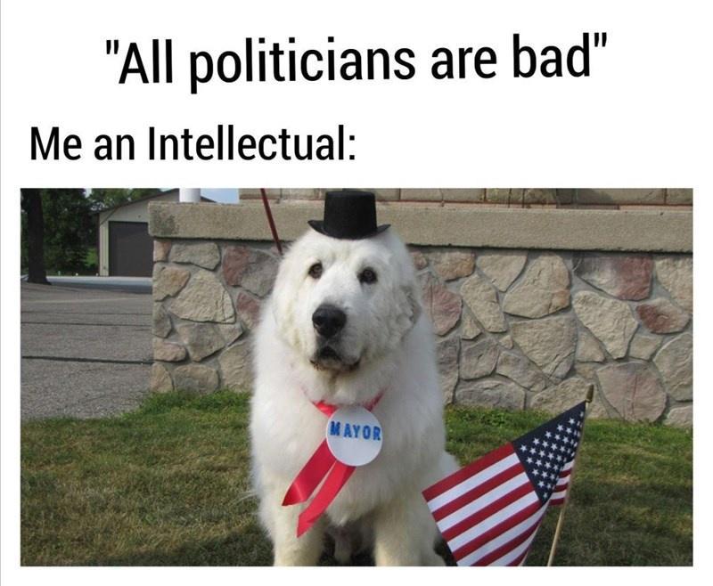 All politicians are bad Me an Intellectual