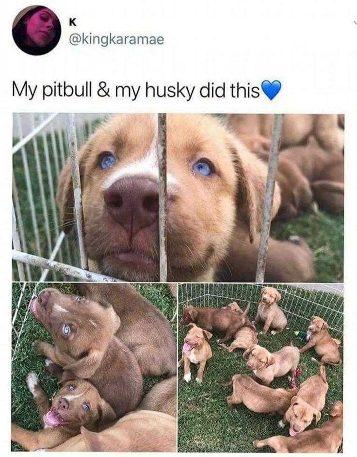 My pitbull & my husky did this