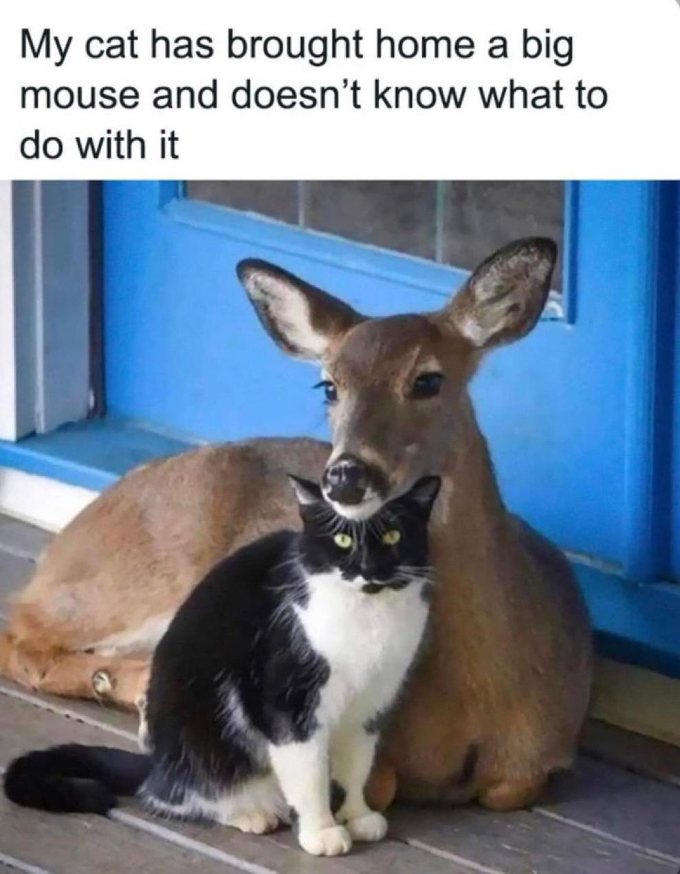 My cat has brought home a big mouse and doesnt know what to do with it