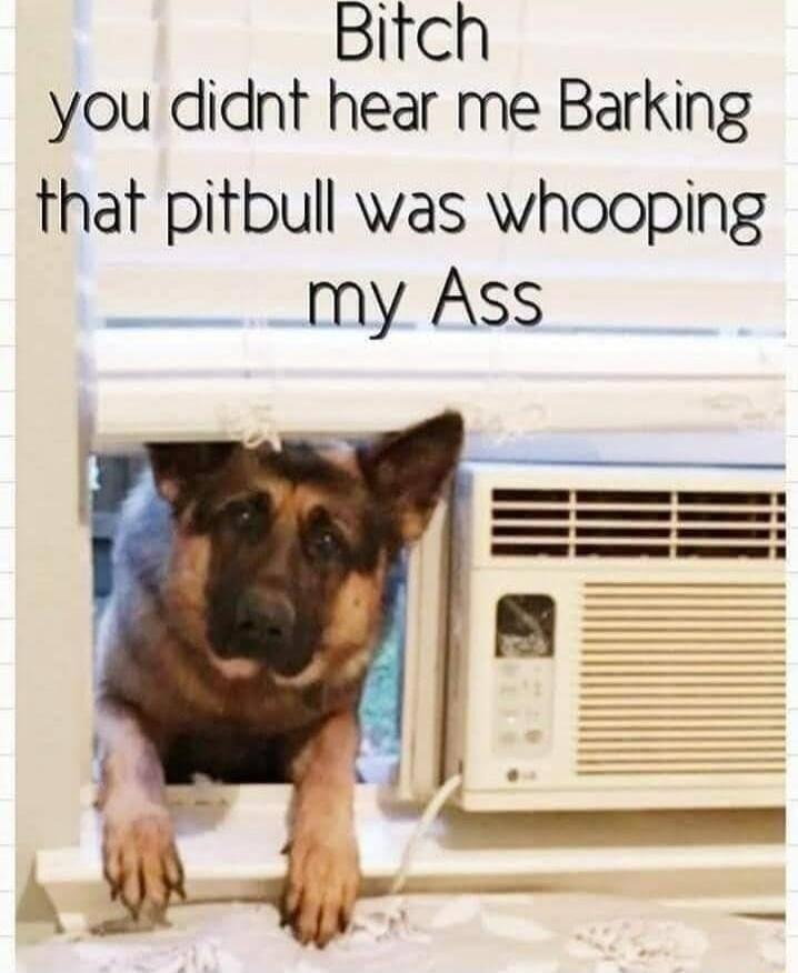 Bitch you didnt hear me Barking that pitbull was whooping my Ass