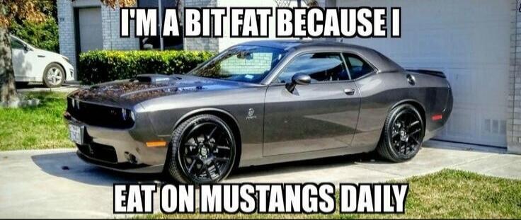 I'M A BIT FAT BECAUSE I EAT ON MUSTANGS DAILY