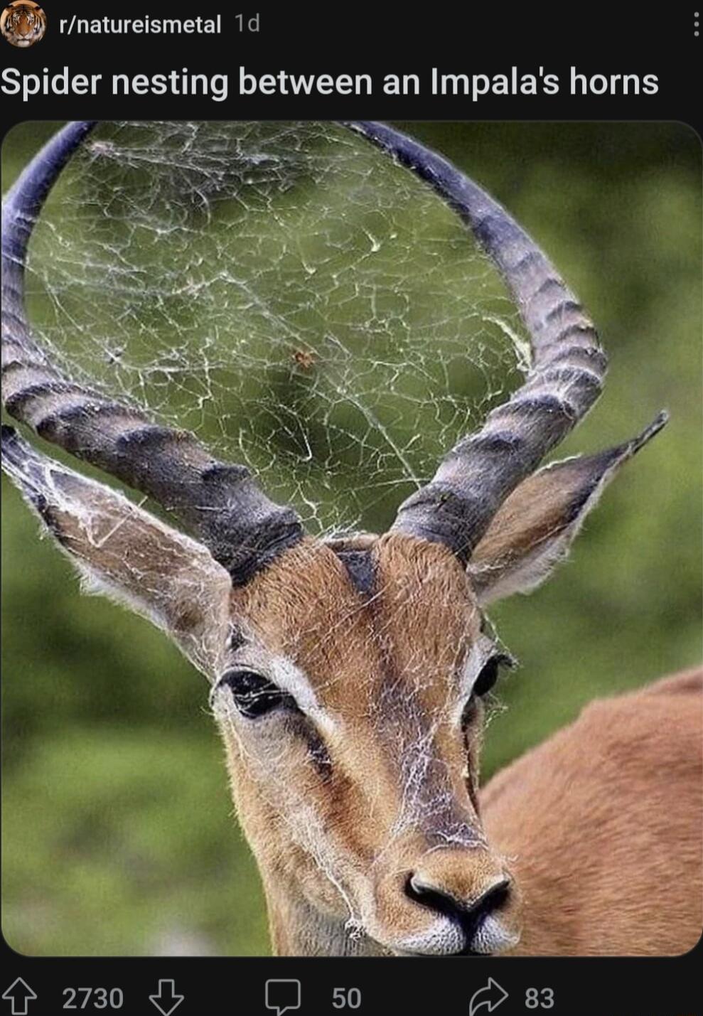 4 rnatureismetal 1d Spider nesting between an Impalas horns