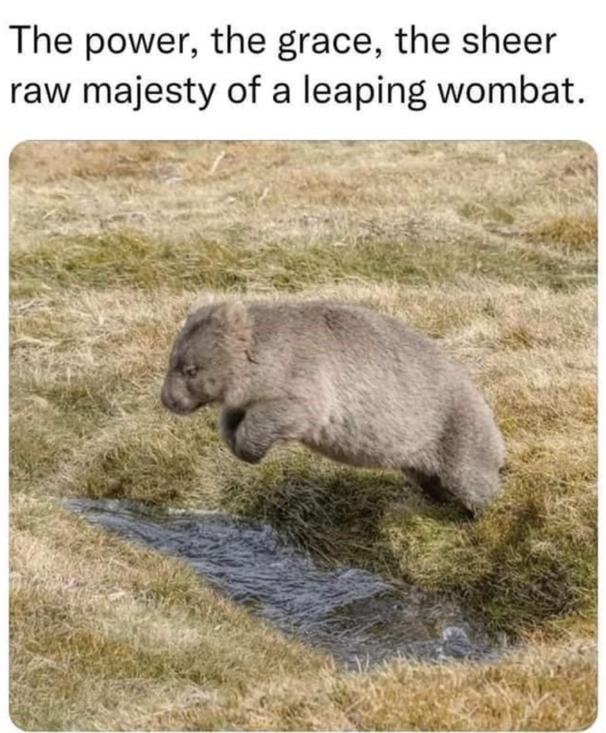 The power the grace the sheer raw majesty of a leaping wombat SENB