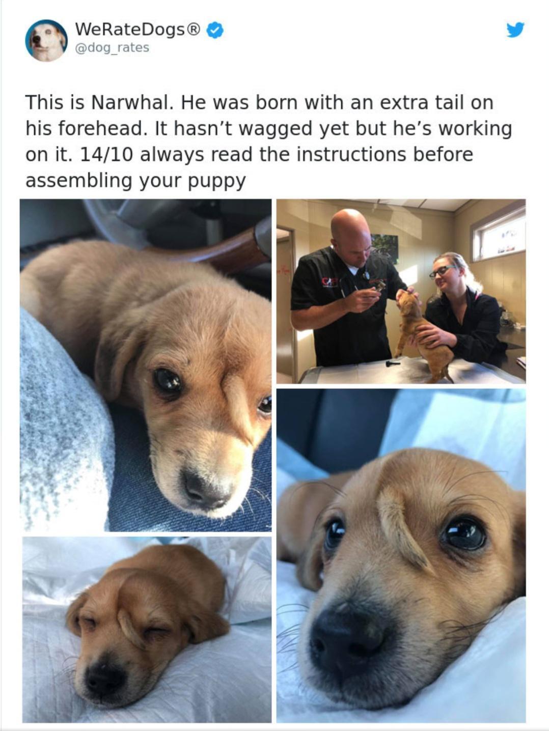 WeRateDogs v This is Narwhal He was born with an extra tail on his forehead It hasnt wagged yet but hes working on it 1410 always read the instructions before assembling your puppy