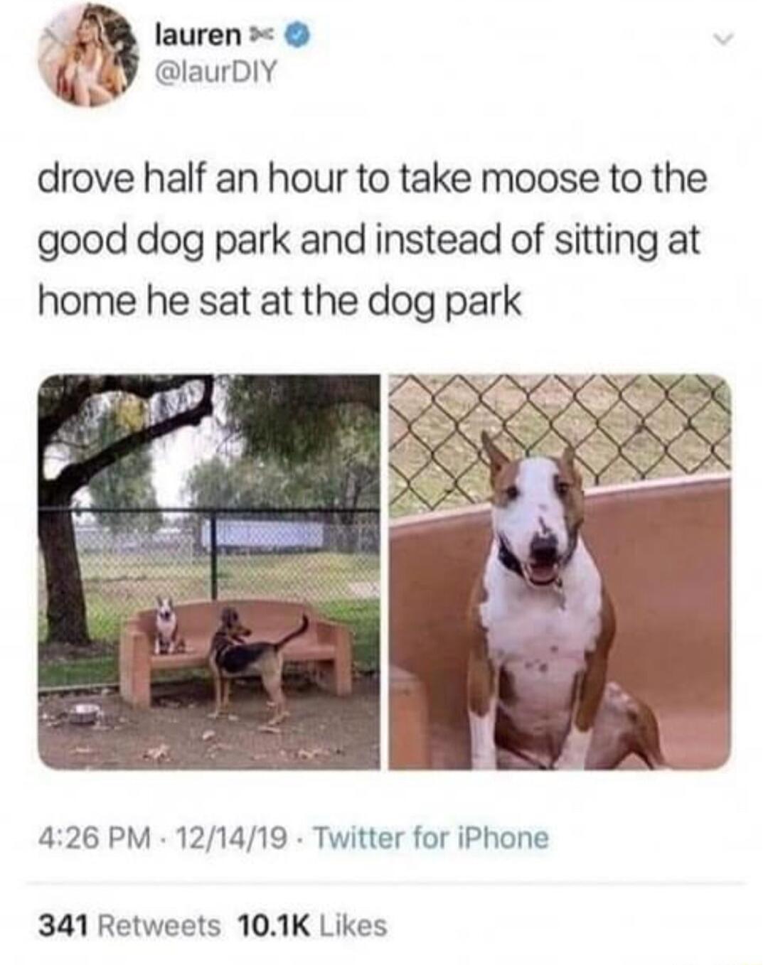 oy lauren L laurDIY drove half an hour to take moose to the good dog park and instead of sitting at home he sat at the dog park 426 PM 121419 Twitter for iPhone 341 Retweets 101K Likes