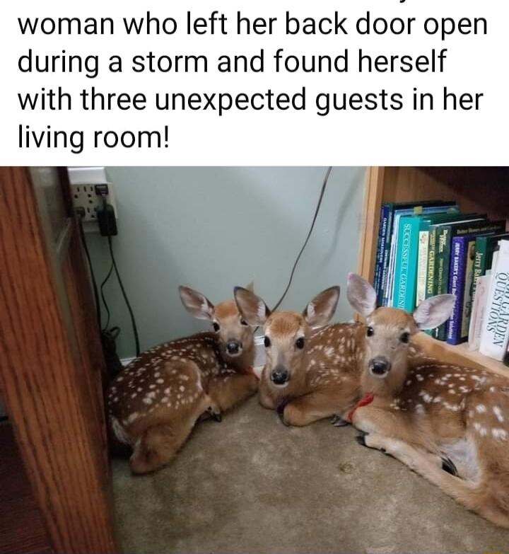 woman who left her back door open during a storm and found herself with three unexpected guests in her living room