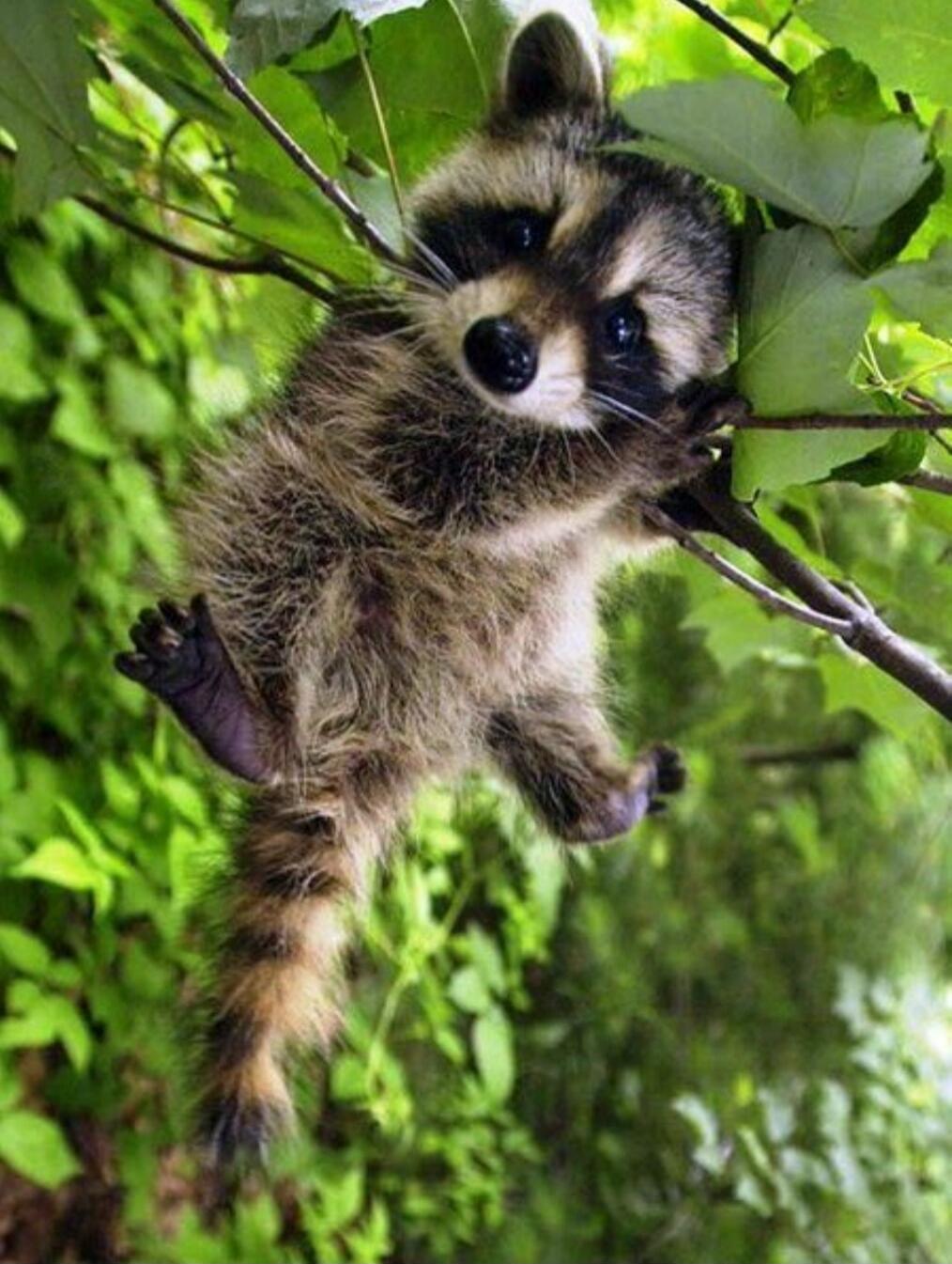 A baby raccoon clinging to a tree branch in lush green foliage.