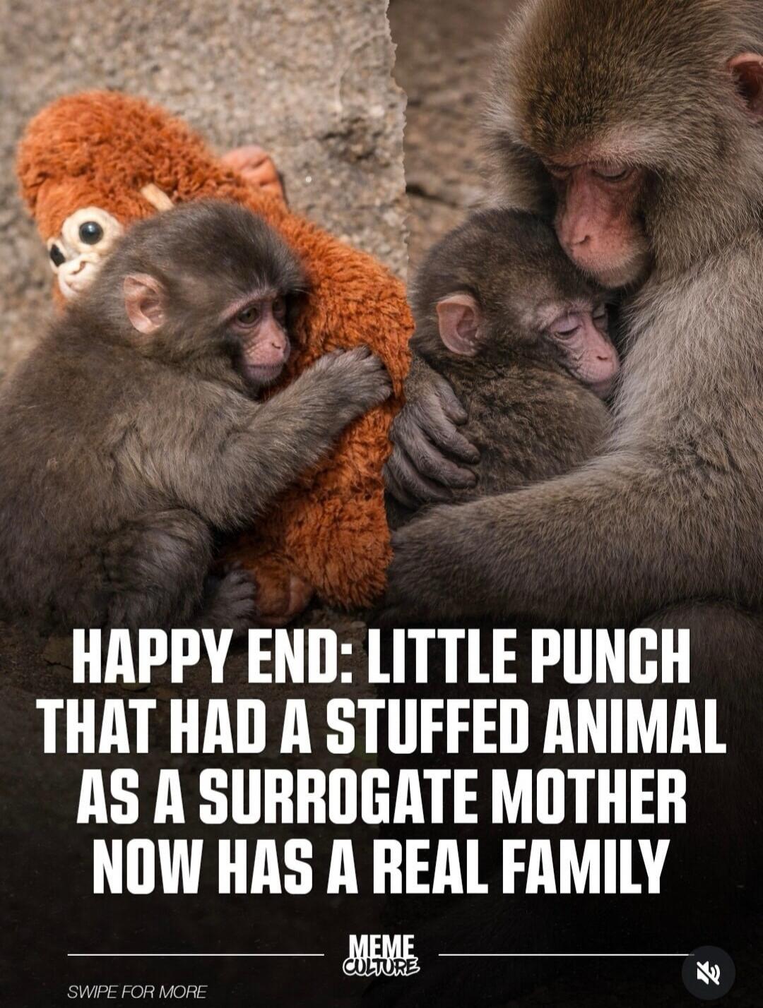 HAPPY END: LITTLE PUNCH THAT HAD A STUFFED ANIMAL AS A SURROGATE MOTHER NOW HAS A REAL FAMILY. MEME CULTURE. SWIPE FOR MORE.
