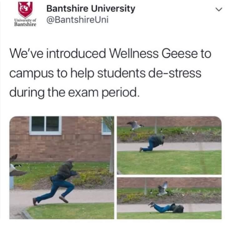 Bantshire University v s BantshireUni Bantshire Weve introduced Wellness Geese to campus to help students de stress during the exam period