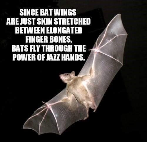 SINCE BAT WINGS ARE JUST SKIN STRETCHED BETWEEN ELONGATED FINGER BONES BATS FLY THROUGH THE POWER OF JAZI HANDS