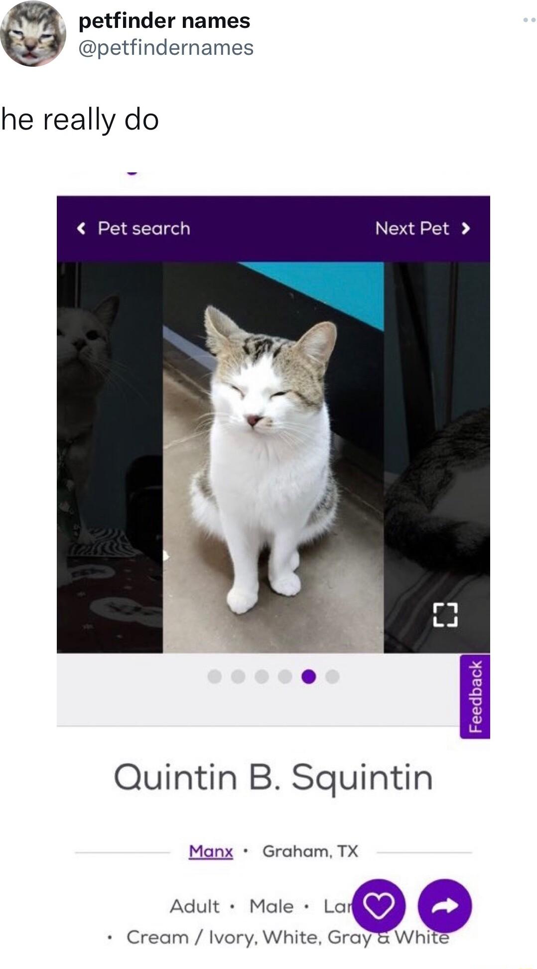 petfinder names I petfindernames he really do Petsearch Next Pet Quintin B Squintin Manx Graham TX Adult Male Cream Ivory White Gray White