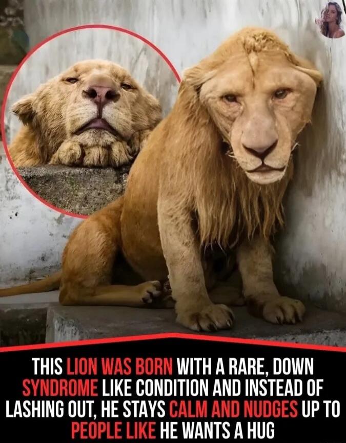 THIS LION WAS BORN WITH A RARE, DOWN SYNDROME LIKE CONDITION AND INSTEAD OF LASHING OUT, HE STAYS CALM AND NUDGES UP TO PEOPLE LIKE HE WANTS A HUG