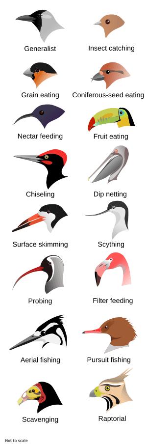 0 Generalist Insect catching 9 Grain eating Coniferous seed eating o Nectar feeding Fruit eating Chiseling Dip netting Surface skimming Scything Probing Filter feeding A Aerial fishing Pursuit fishing Scavenging Raptorial Net to scale